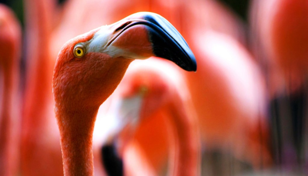 #Animalia – Tre collane dedicate al mondo&nbsp;animale