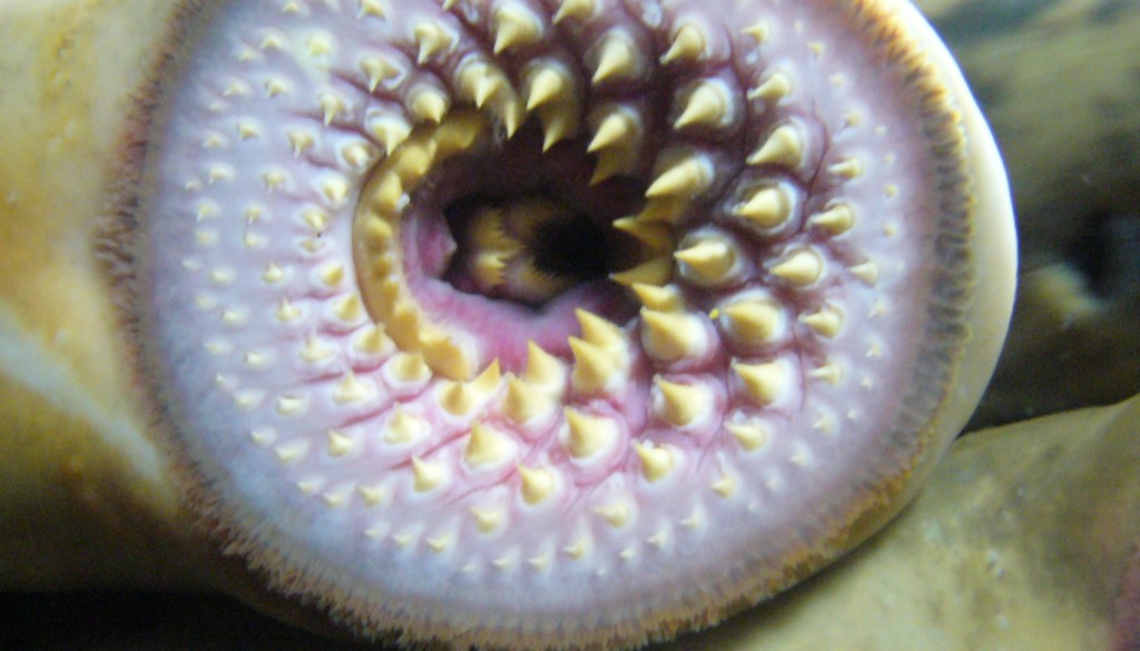 Un bestiario del XXI°&nbsp;secolo