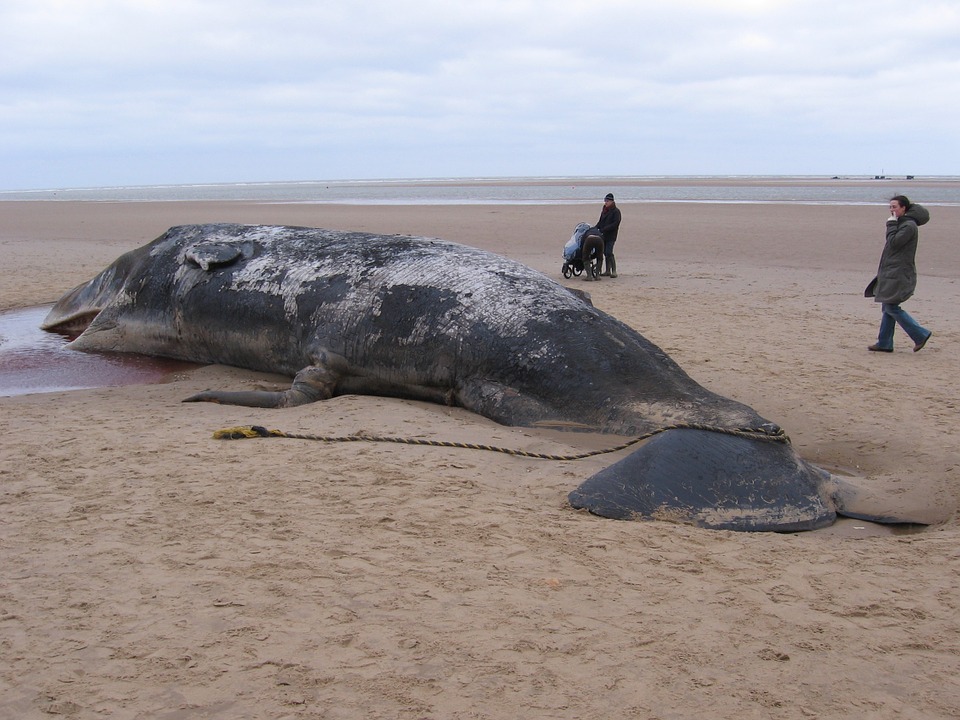 Troppi cetacei morti per plastica
