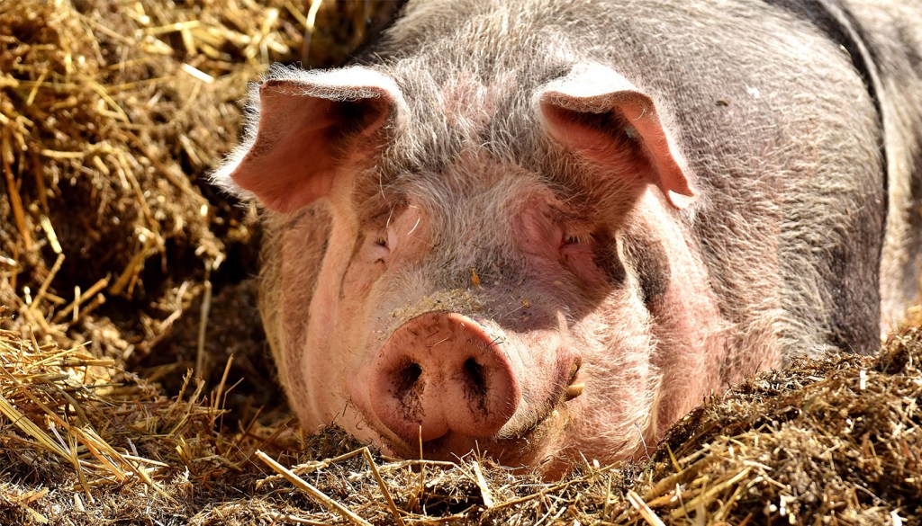 Festival, libri e&nbsp;maiali