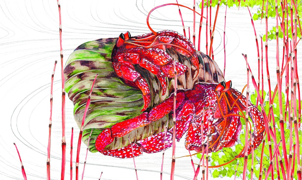 Animali e sesso: una guida&nbsp;illustrata